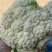 精品花菜