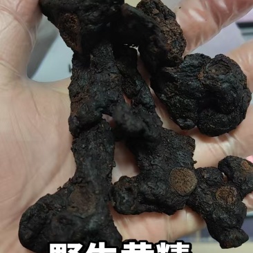 野生黄精
