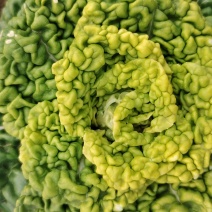 黄心菜
