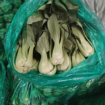 精品上海青每袋20斤