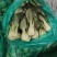 精品上海青每袋20斤