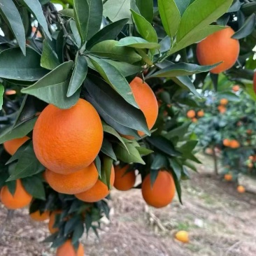 奉节脐橙