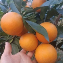 鹿寨蜜橙