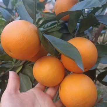 鹿寨蜜橙