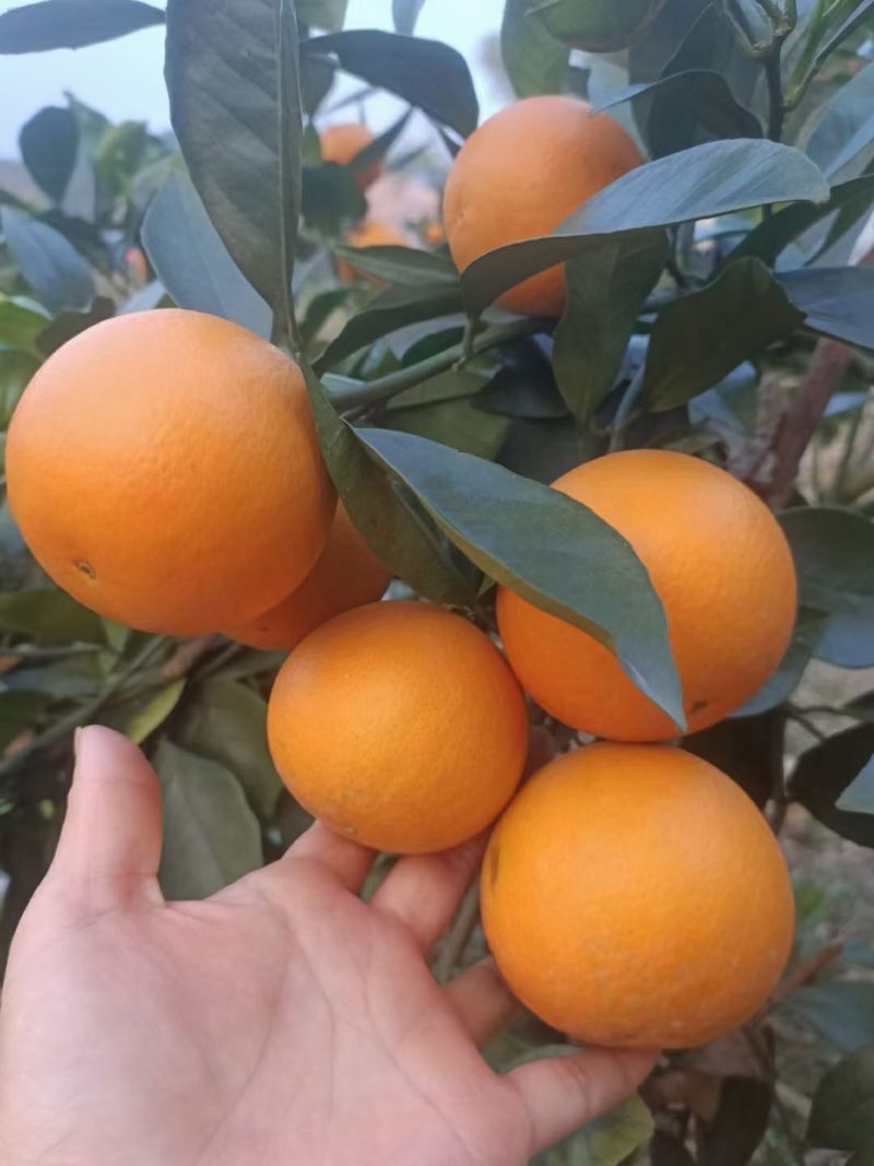鹿寨蜜橙