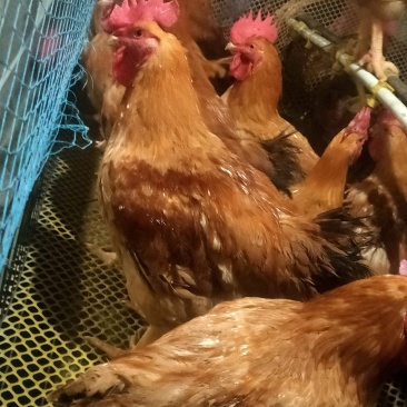 黄花公鸡