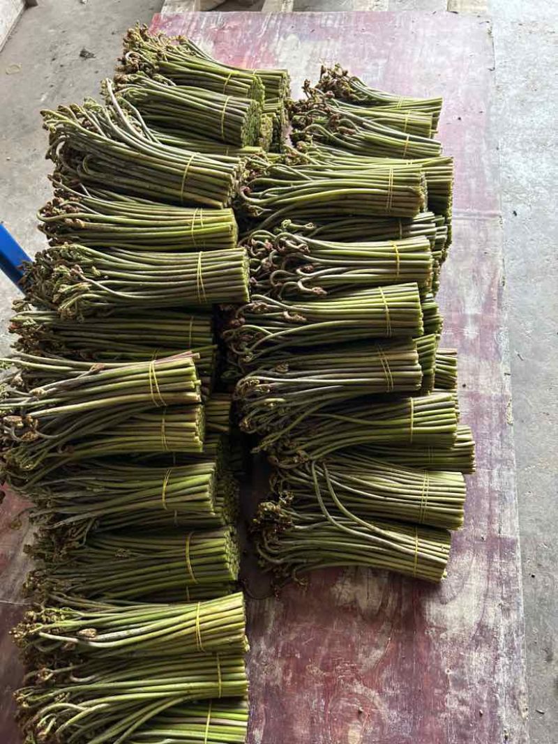 贵州高山野生蕨菜，没有老根，细干，精品蕨菜