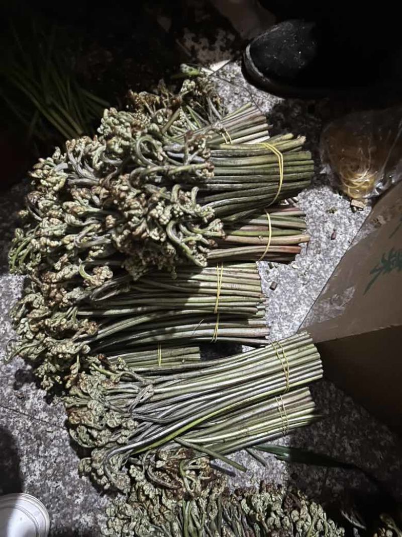 贵州高山野生蕨菜，没有老根，细干，精品蕨菜