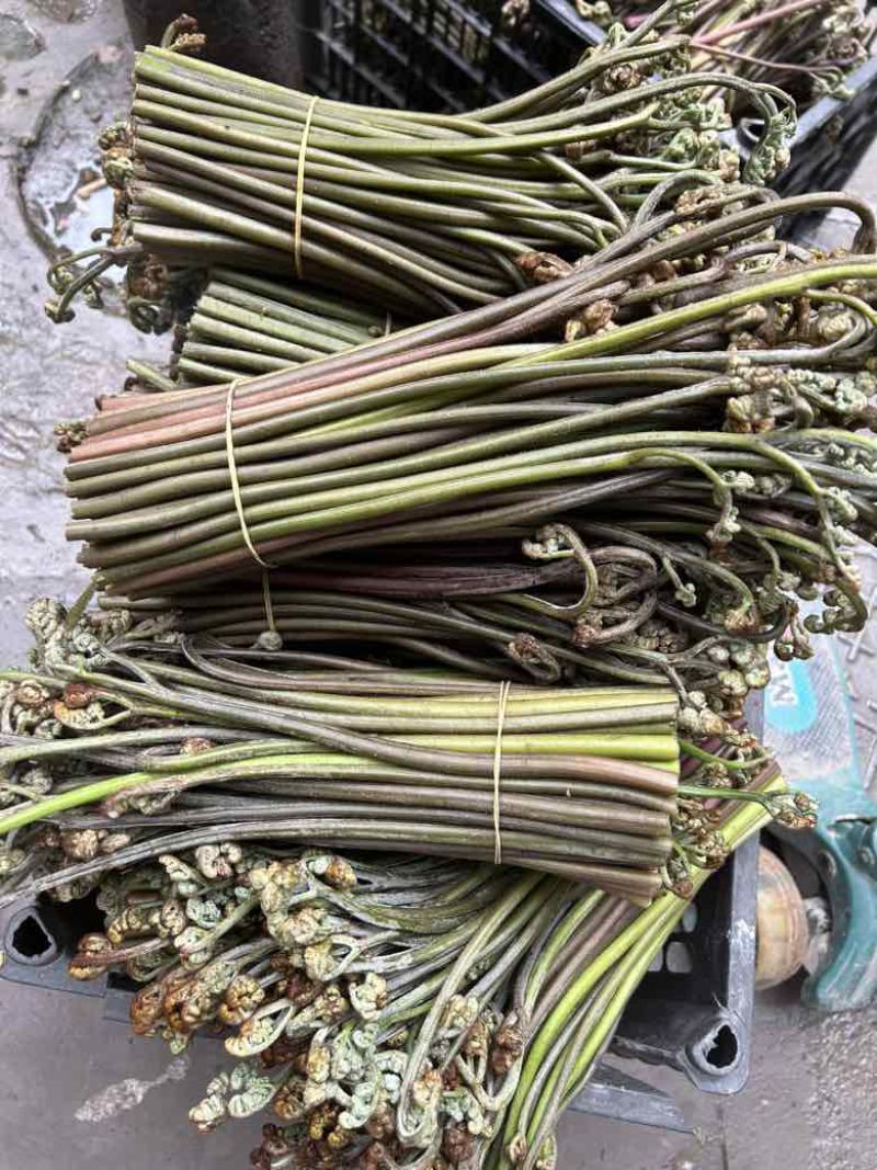 贵州高山野生蕨菜，没有老根，细干，精品蕨菜
