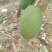 木瓜