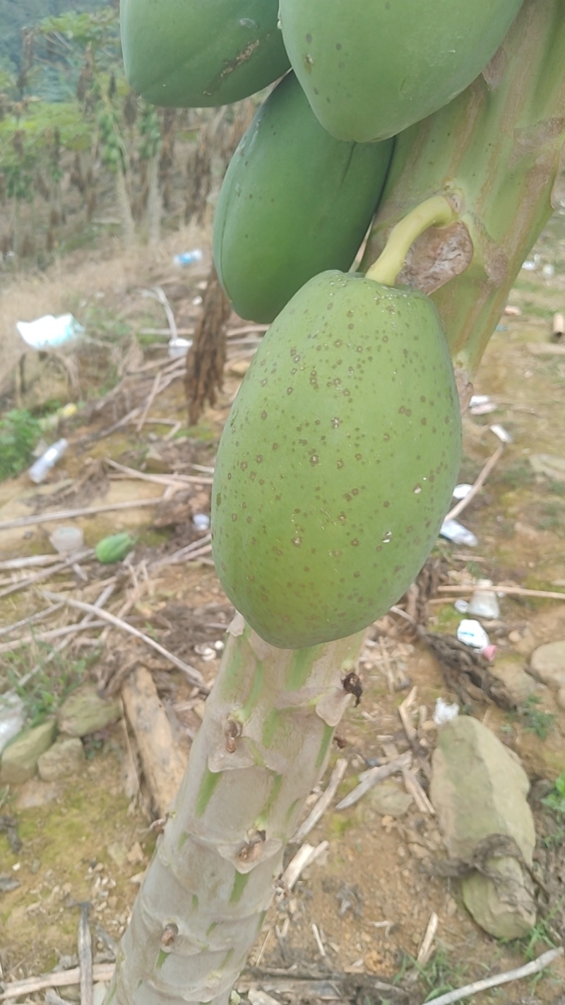 木瓜