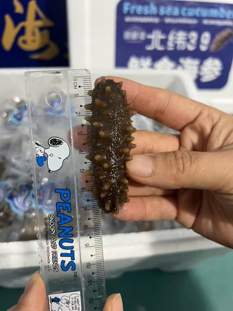 即食海参，3.99一只