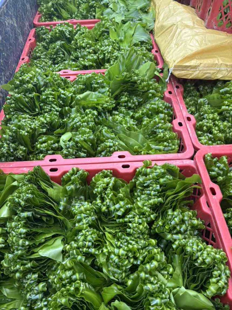 台湾山苏，现摘，新鲜，脆。顺丰快运。