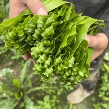 台湾山苏，现摘，新鲜，脆。顺丰快运。