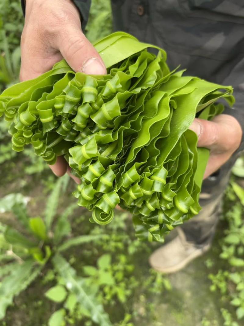 台湾山苏，现摘，新鲜，脆。顺丰快运。