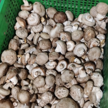 新鲜香菇
