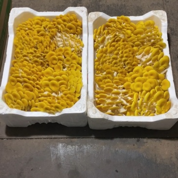黄金菇。金钱菌。玉皇蘑