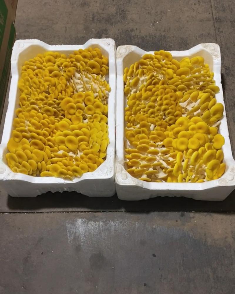 黄金菇。金钱菌。玉皇蘑