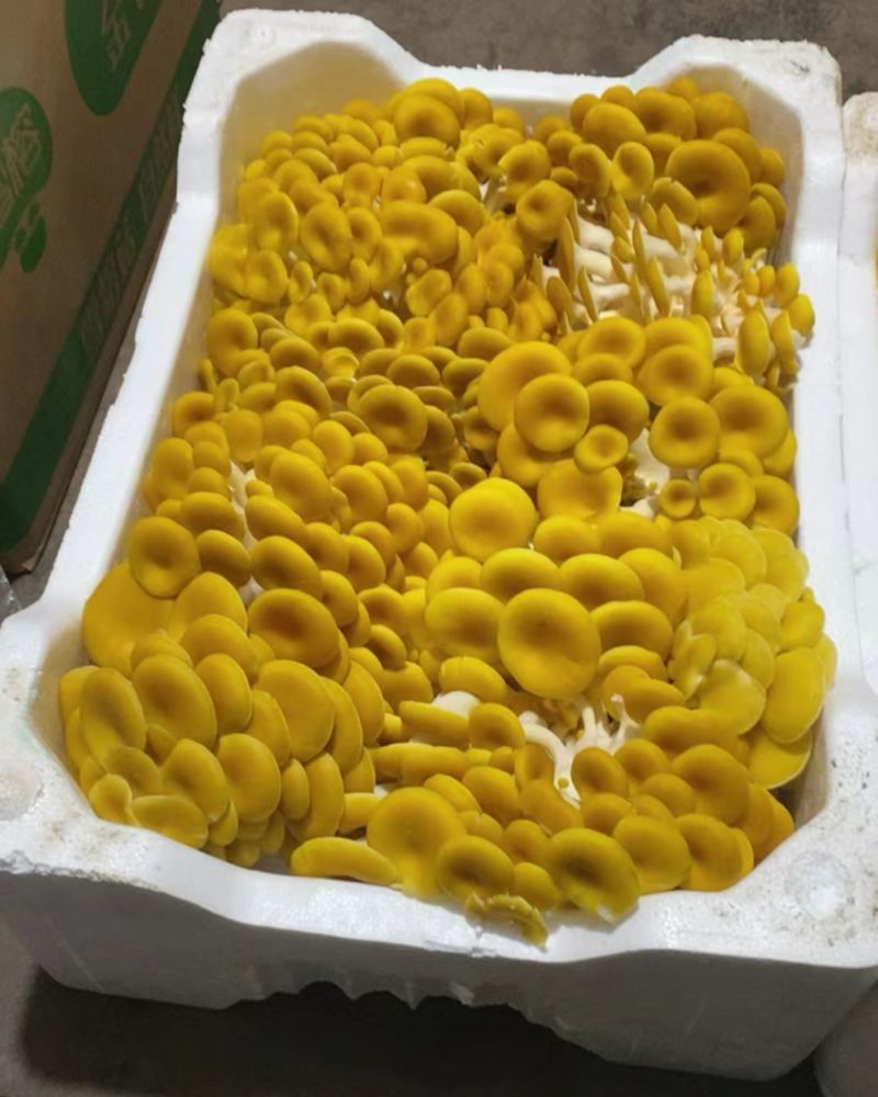 黄金菇。金钱菌。玉皇蘑