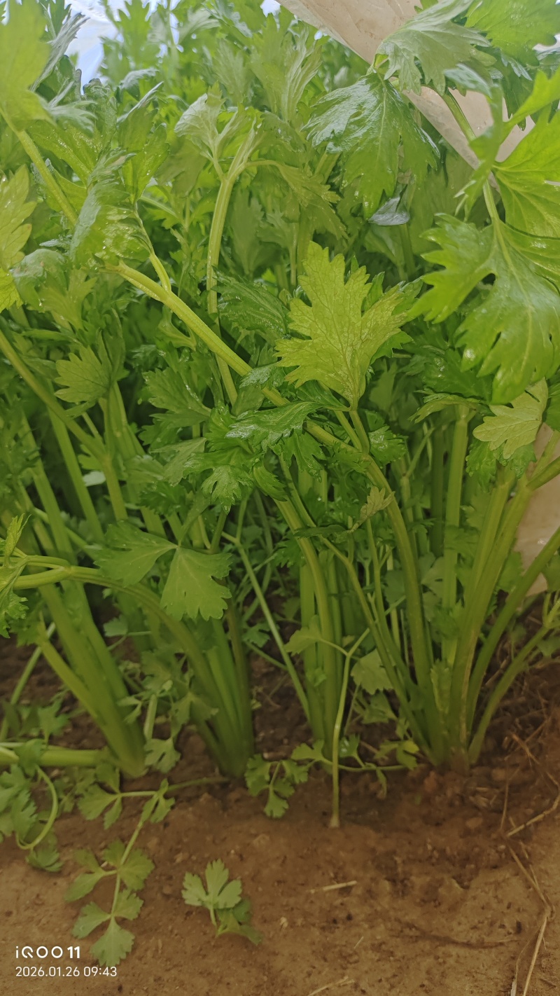 芹菜，细颗