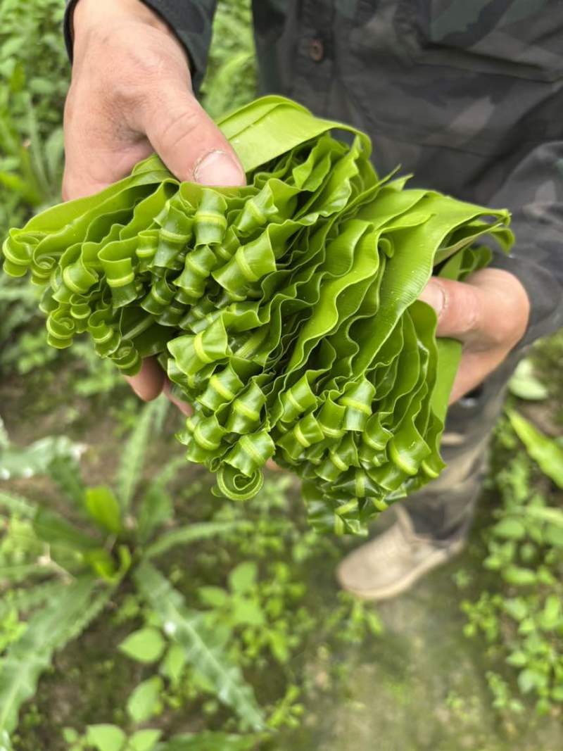 基地自发，台湾山苏，现摘，鲜，脆，顺风快运。