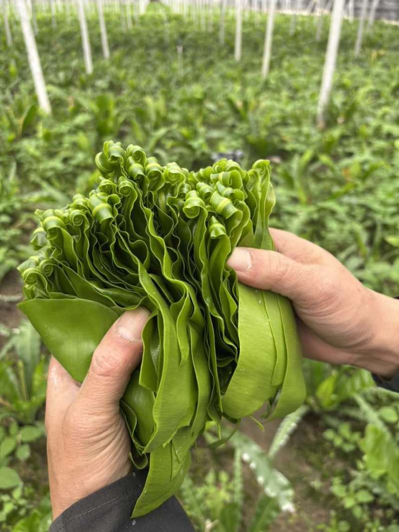 基地自发，台湾山苏，现摘，鲜，脆，顺风快运。