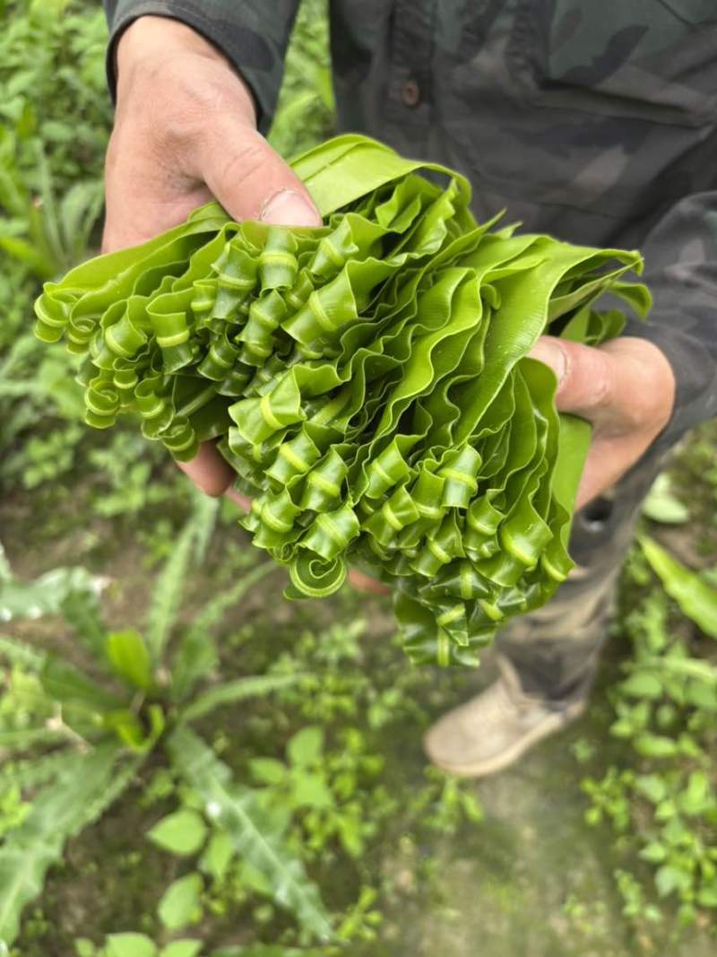 基地自发，台湾山苏，现摘，鲜，脆，顺风快运。