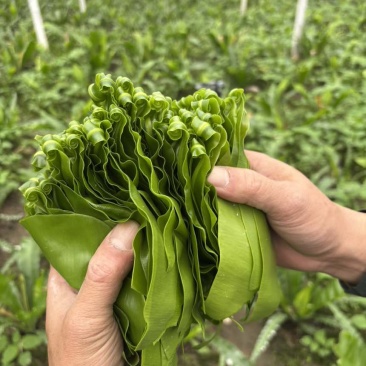 基地自发，台湾山苏，现摘，鲜，脆，顺风快运。