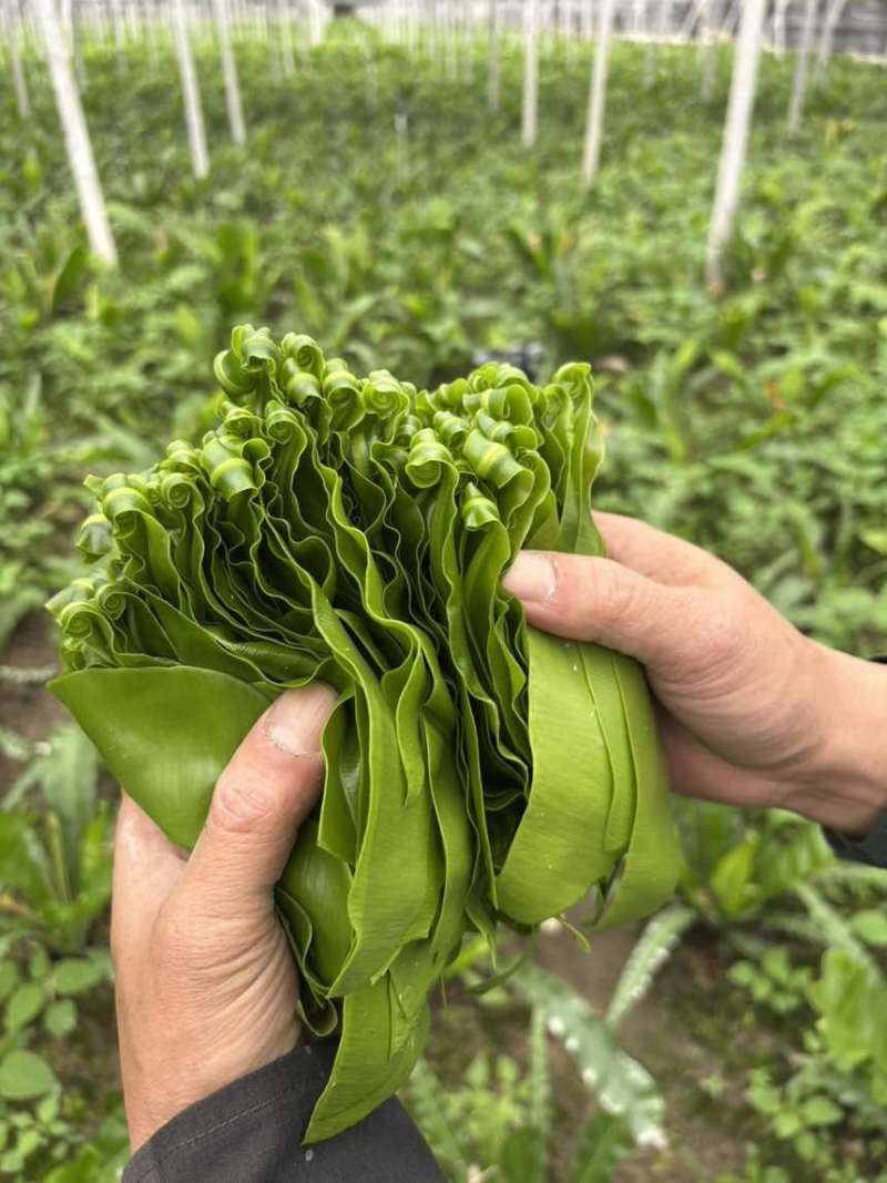 基地自发，台湾山苏，现摘，鲜，脆，顺风快运。