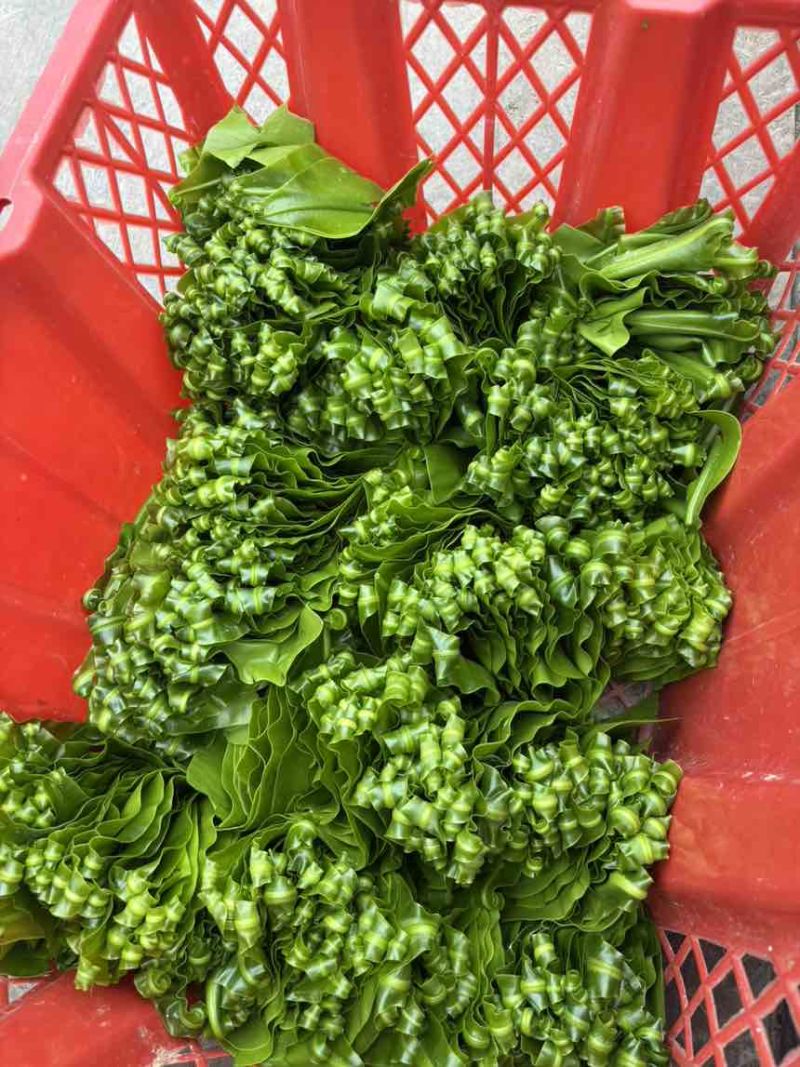 基地自发，台湾山苏，现摘，鲜，脆，顺风快运。