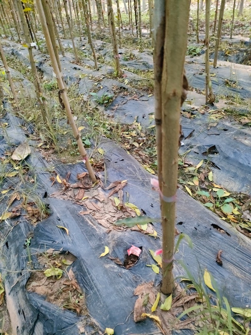 蒙阳红高杆当年石榴小苗