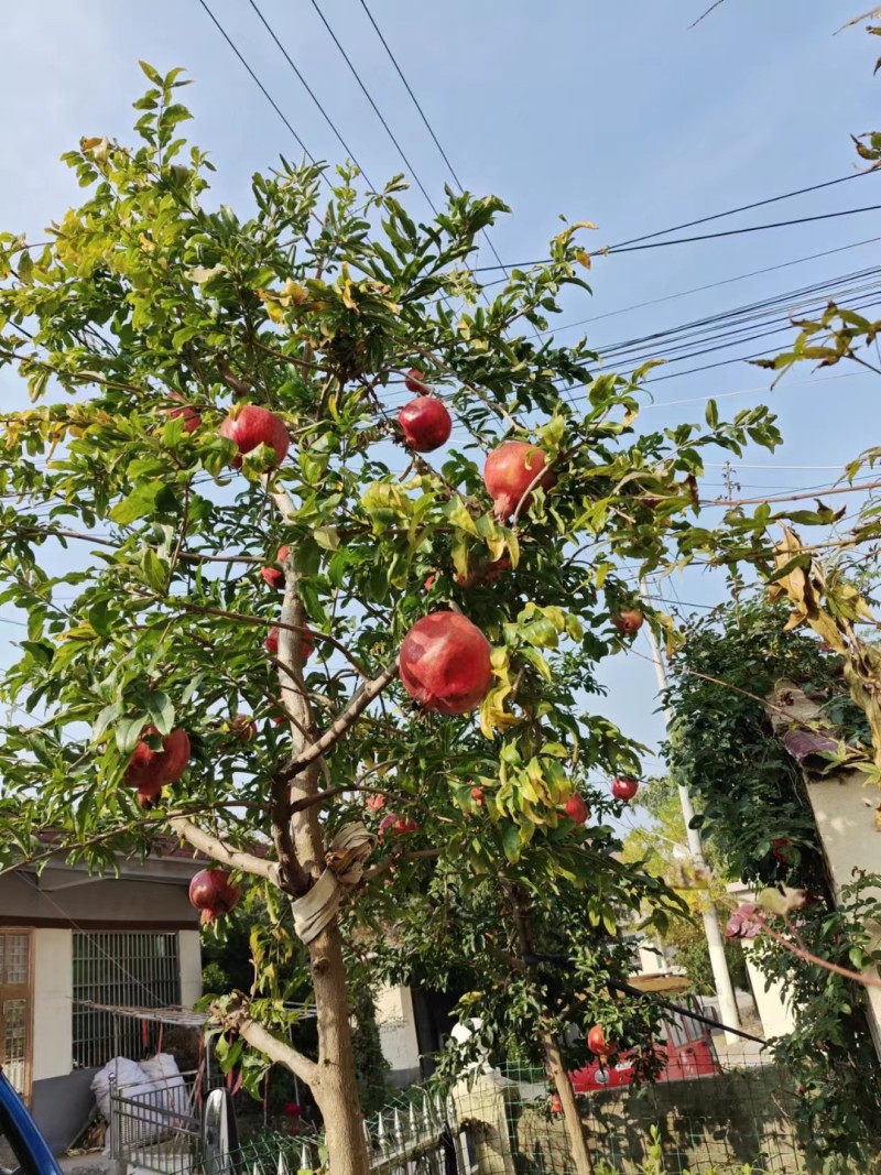 蒙阳红高杆当年石榴小苗