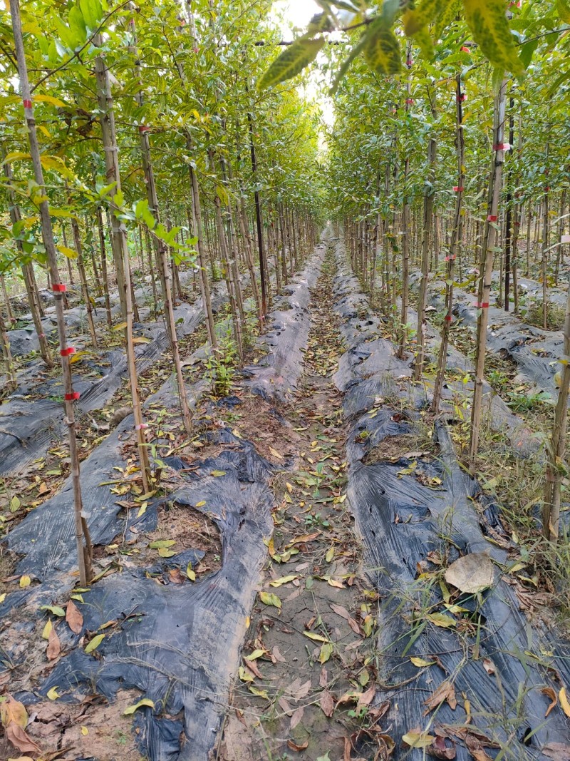 蒙阳红高杆当年石榴小苗