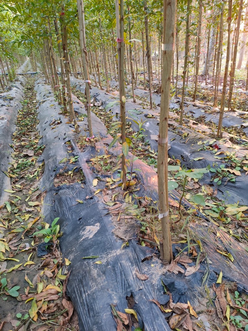 蒙阳红高杆当年石榴小苗