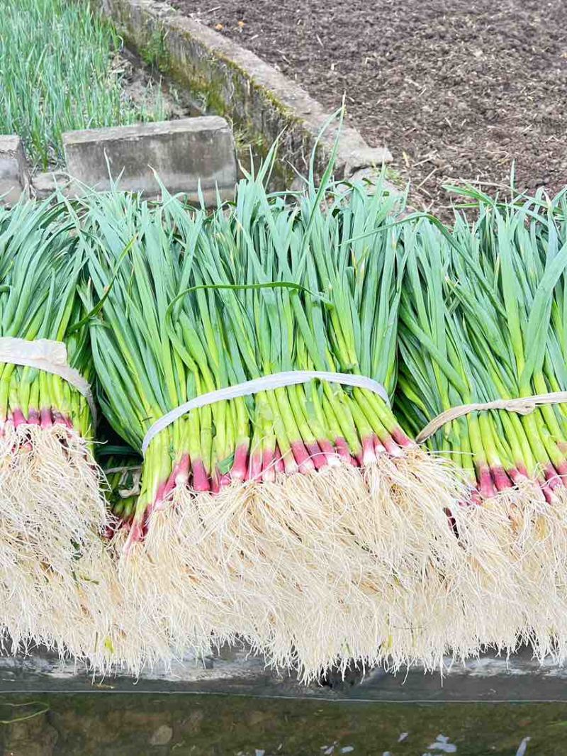 大量上市