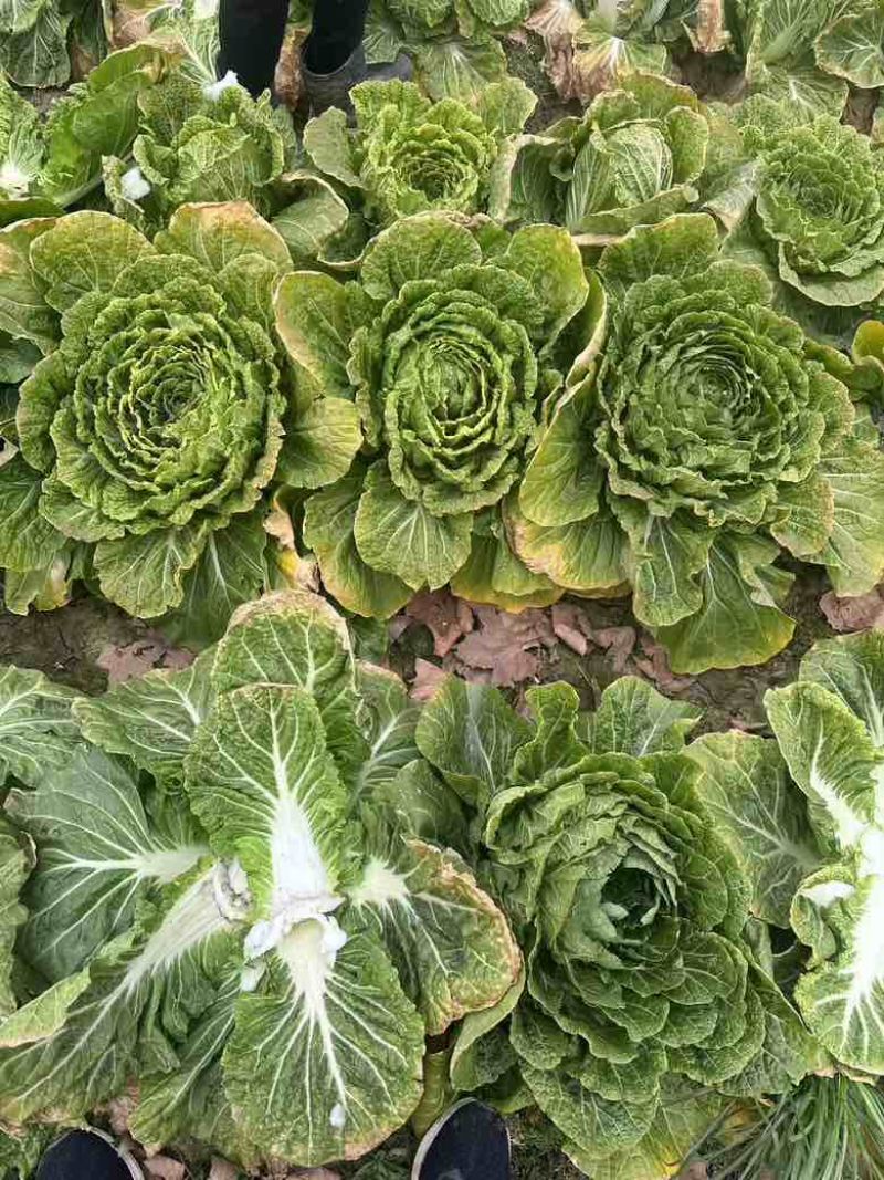 白菜养殖厂用一手货源产地直发货量充足量大优惠