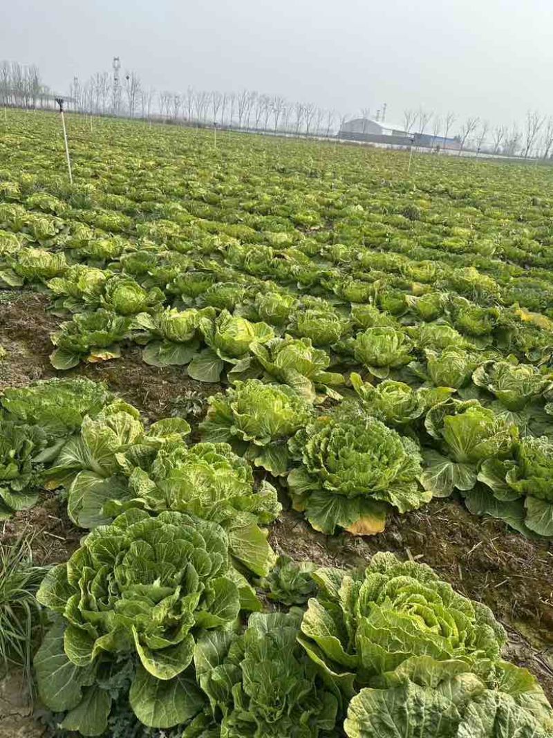 白菜养殖厂用一手货源产地直发货量充足量大优惠