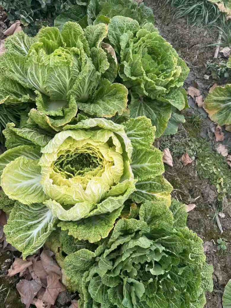 白菜养殖厂用一手货源产地直发货量充足量大优惠