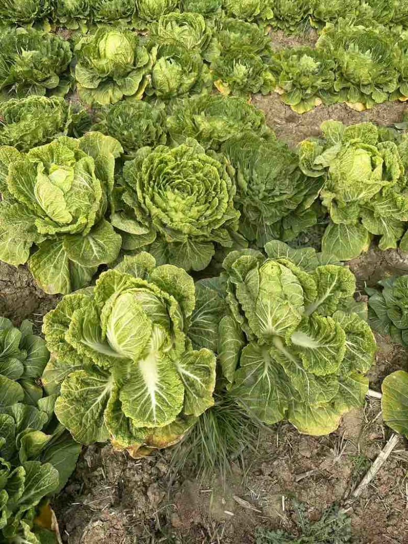 白菜养殖厂用一手货源产地直发货量充足量大优惠