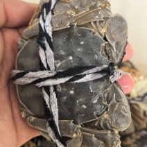 大闸蟹规格齐全