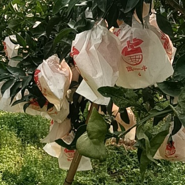 耙耙柑种植户，卖耙耙柑，50元加箱子10斤