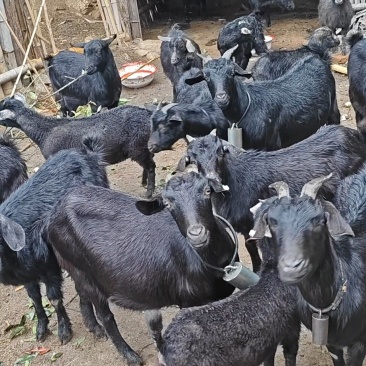 现有黑跑山羊20多只，大小一起卖，不想养了，急