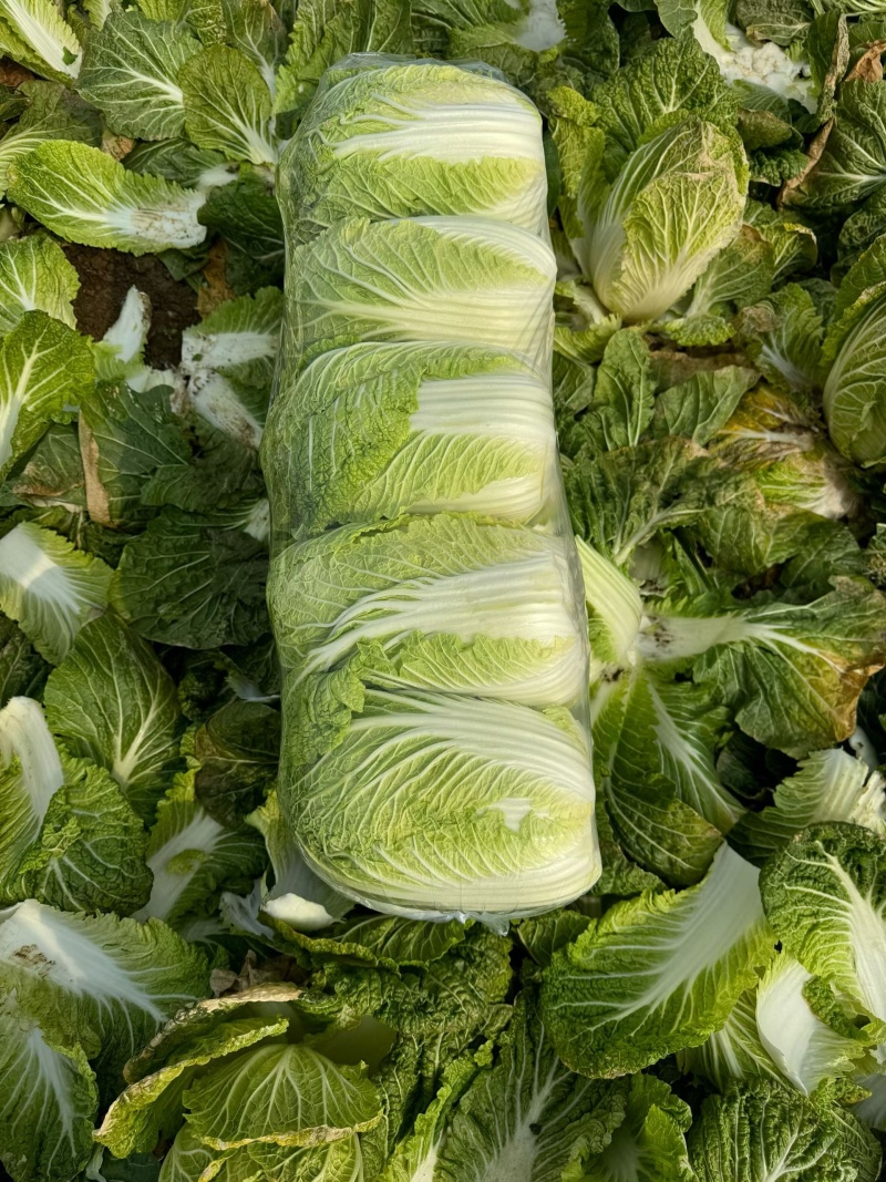 黄心大白