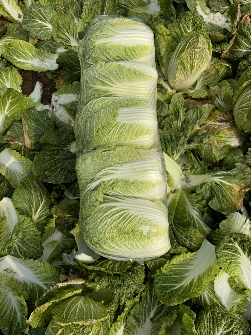 黄心大白
