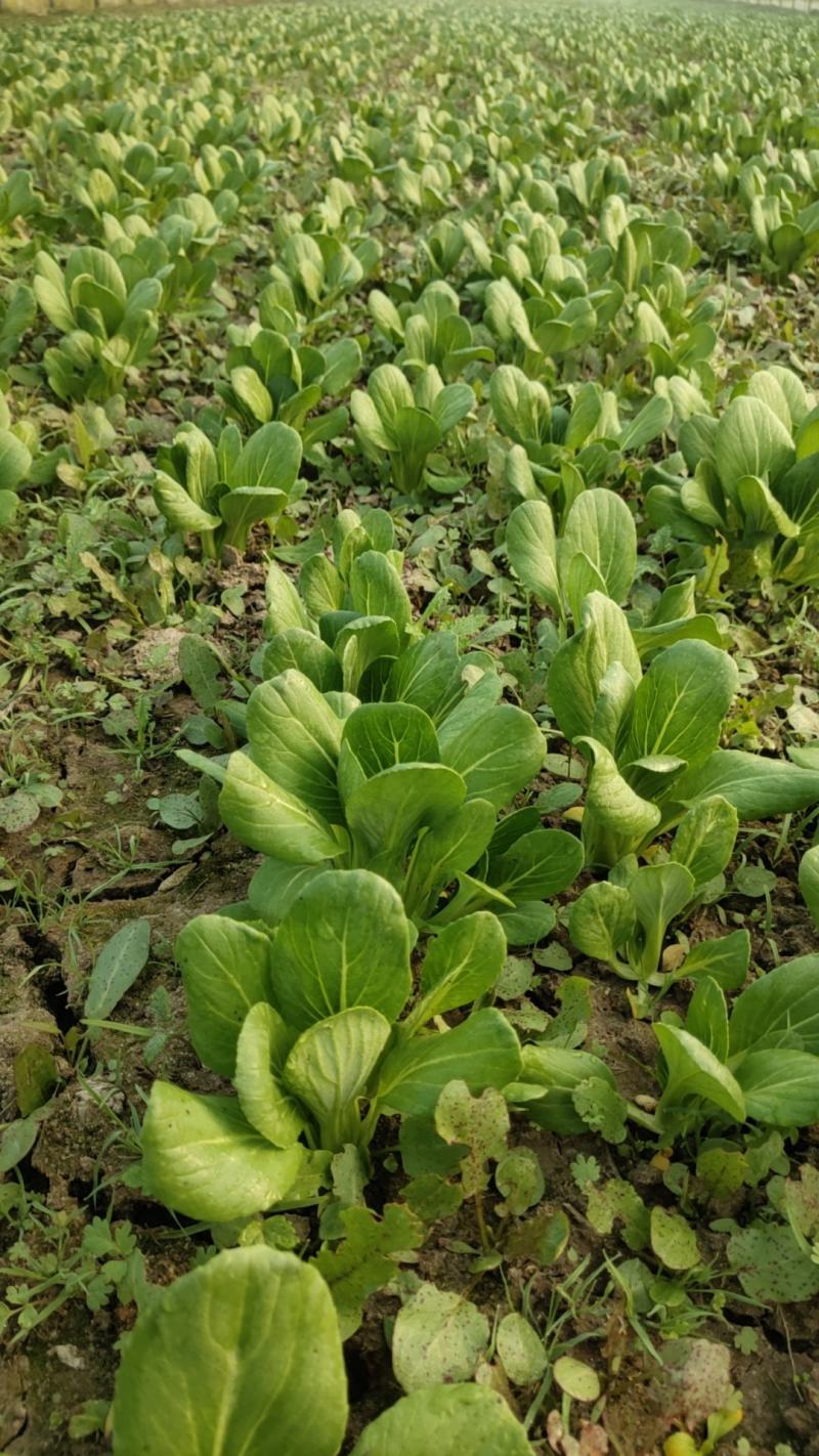 小上海青