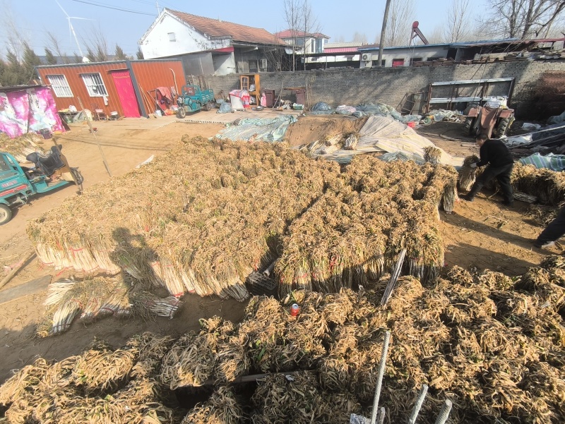 50-60长白大葱