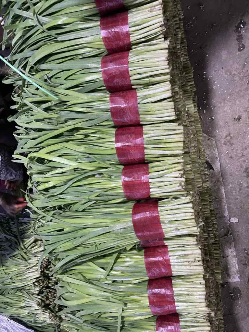 寿光精品韭菜，每天现割现收现包装，当天发货，质量嘎嘎好
