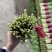 寿光精品韭菜，每天现割现收现包装，当天发货，质量嘎嘎好