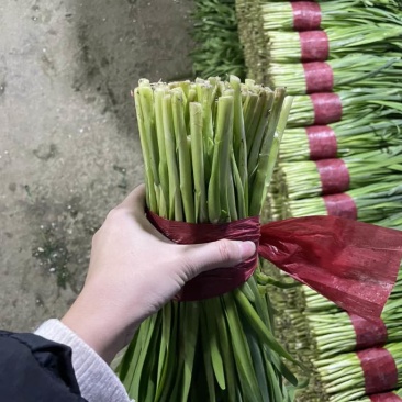 寿光精品韭菜，每天现割现收现包装，当天发货，质量嘎嘎好