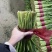 寿光精品韭菜，每天现割现收现包装，当天发货，质量嘎嘎好